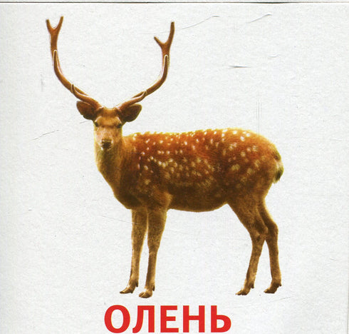 Тварини та птахи України