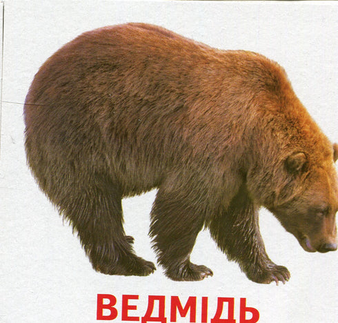 Тварини та птахи України