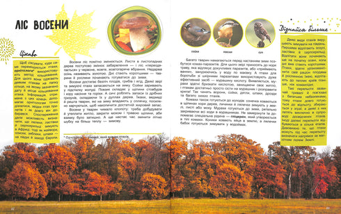 The World and Its Mysteries: The Life of the Forest