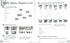Quick Minds (Ukrainian edition) NUS 4 Activity Book